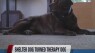 Prison dog turns therapy dog at local nonprofit