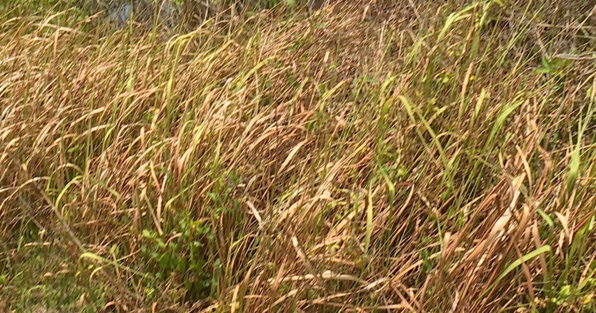 Invasive type of grass growing out of control around the Tampa Bay area - Vimarsana News