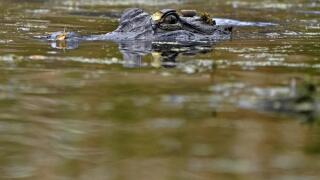 alligator_AP.jpeg