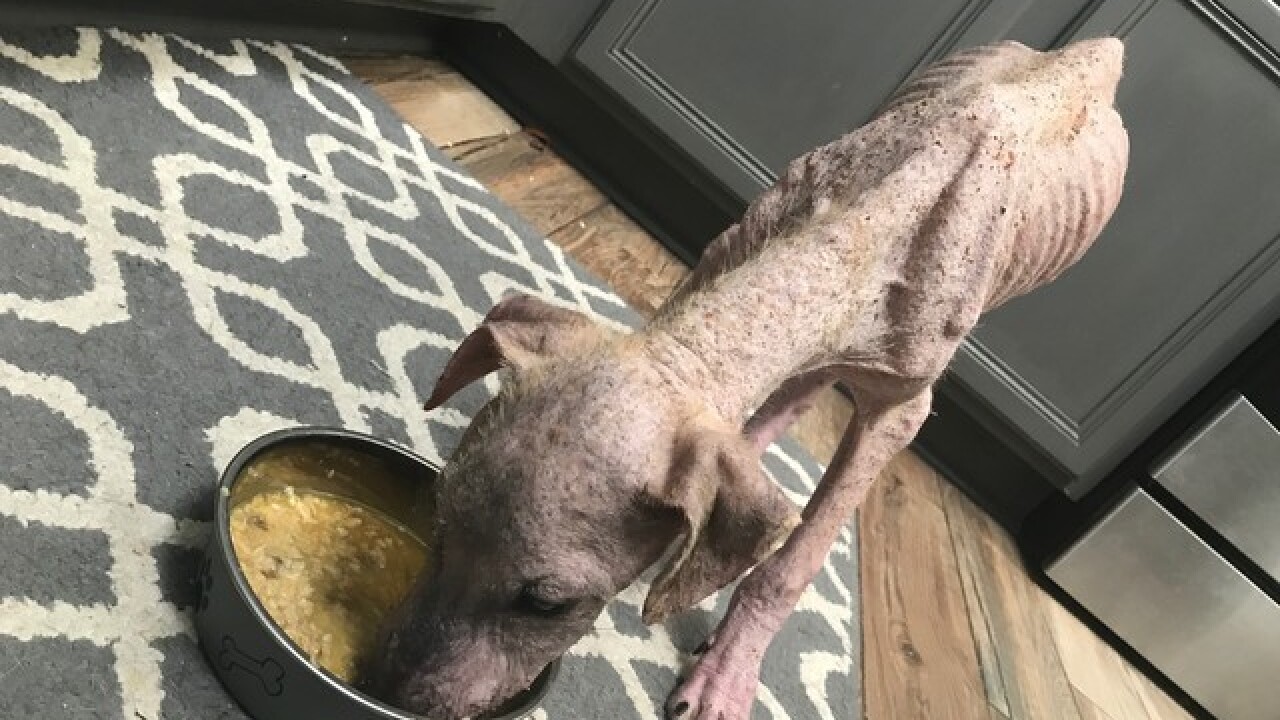 Rescue pup goes from meek to mighty