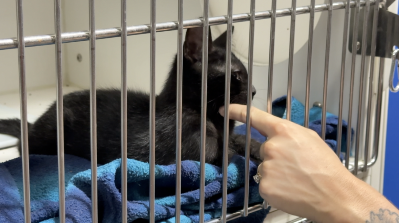 Cat overcrowding in Tampa hits record high as shelter waives fees and pleads for fosters (3).png