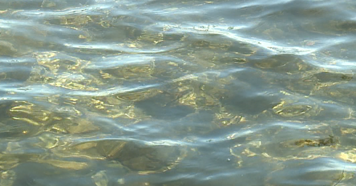 New report shows fish health in Tampa Bay area at its worst since 2008 - Vimarsana News