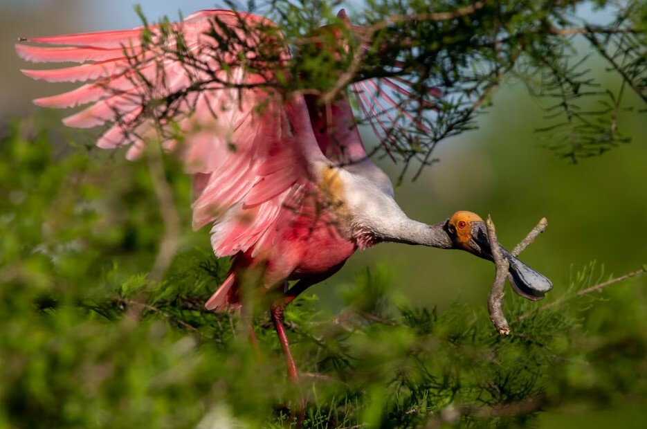spoonbill.jpg