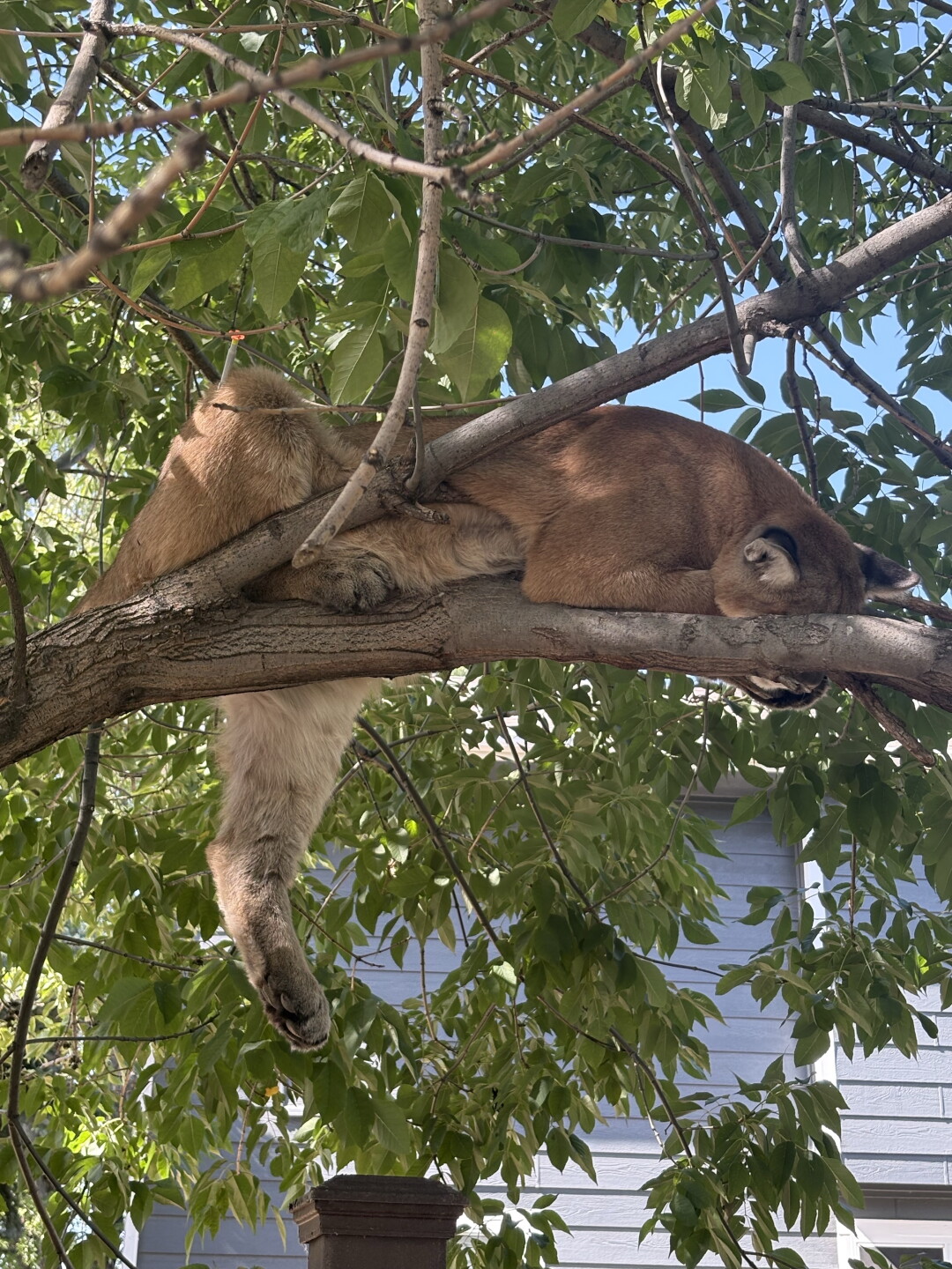 Colorado Parks and Wildlife plans to relocate mountain lion found in Westminster tree_1.jpeg