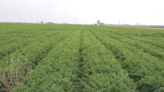 Economic issues plaguing farmers homegrown, not imported per farmers, ranchers