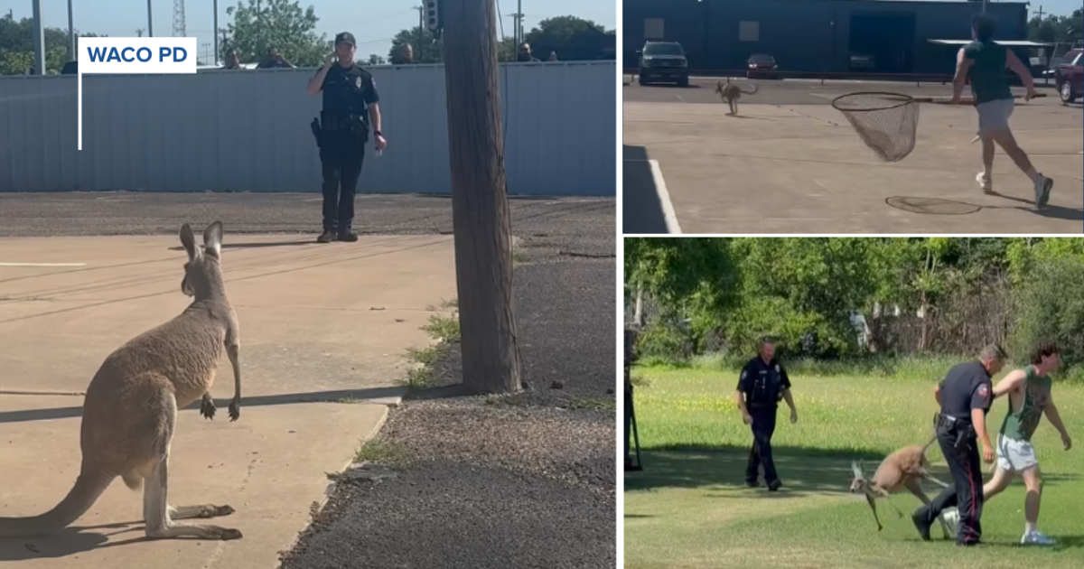 Waco police assist in kangaroo capture