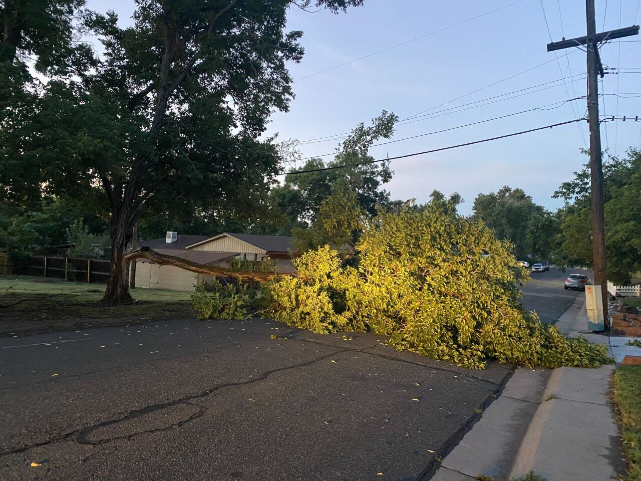tree down wheat ridge newland.jpg