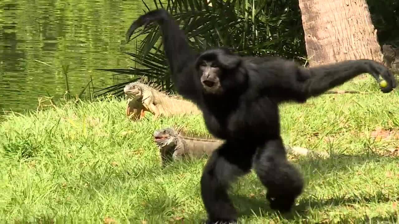 siamang at Palm Beach Zoo walks with arms raised