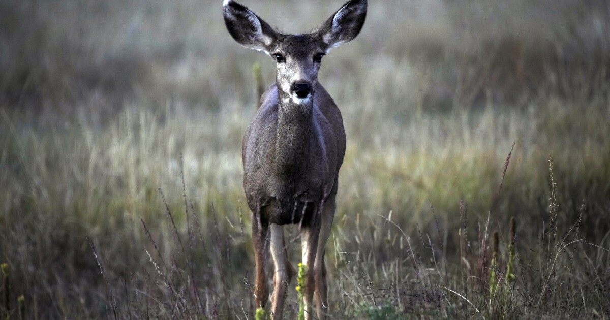 Deer stomps dogs, charges pregnant woman near Colorado Springs in 4th wildlife attack in Colorado
