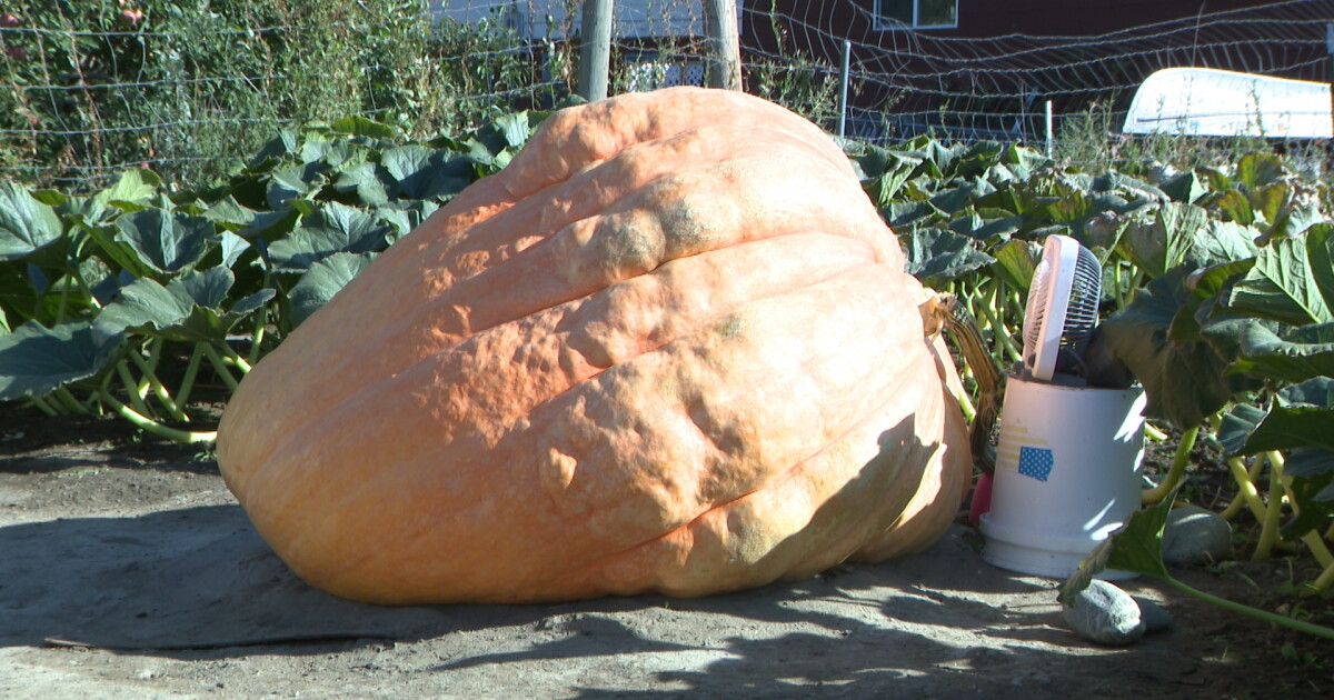 'Positivity will feed this pumpkin': Lockwood grower shows off great gourd - Vimarsana News
