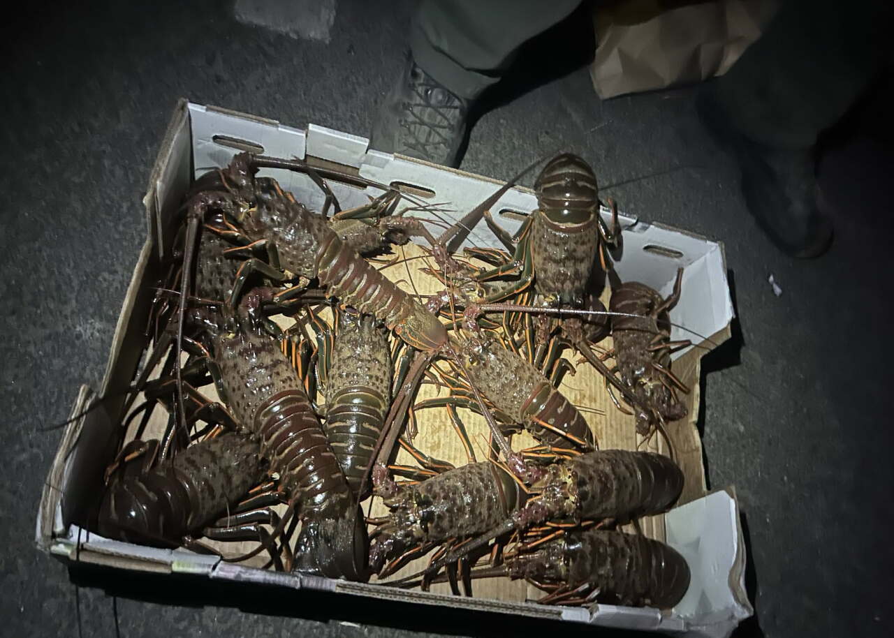 Lobster2.jpg
