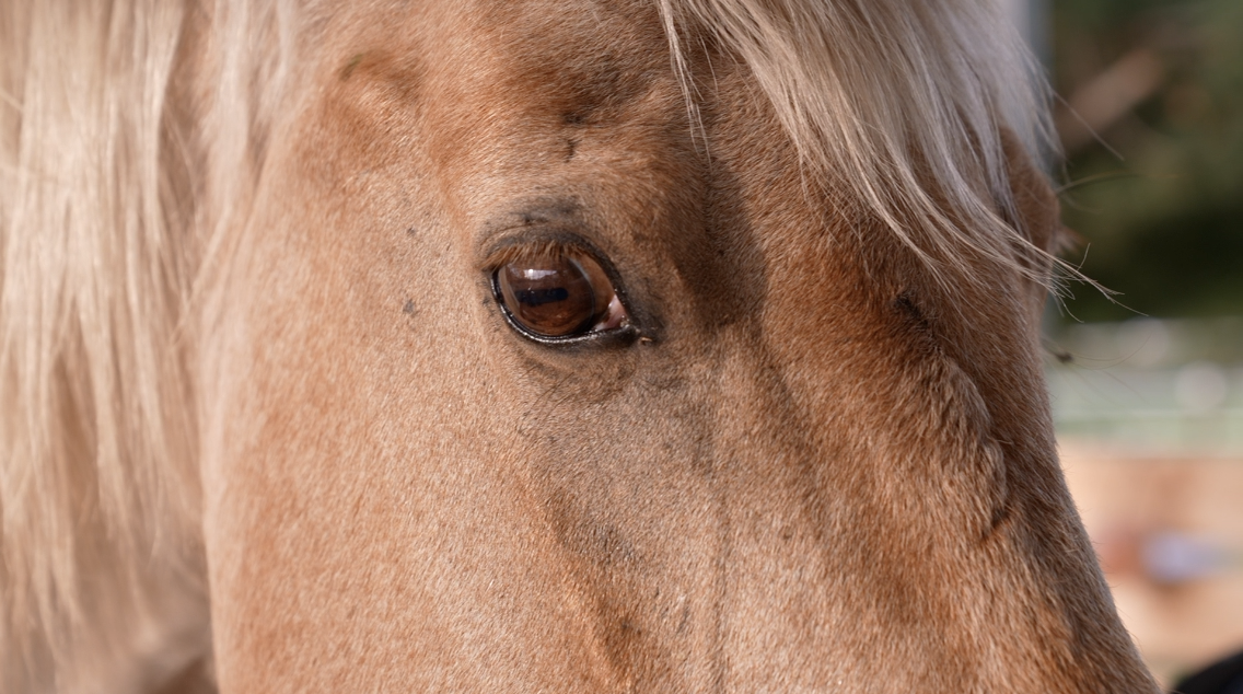 Horses react to people's emotions