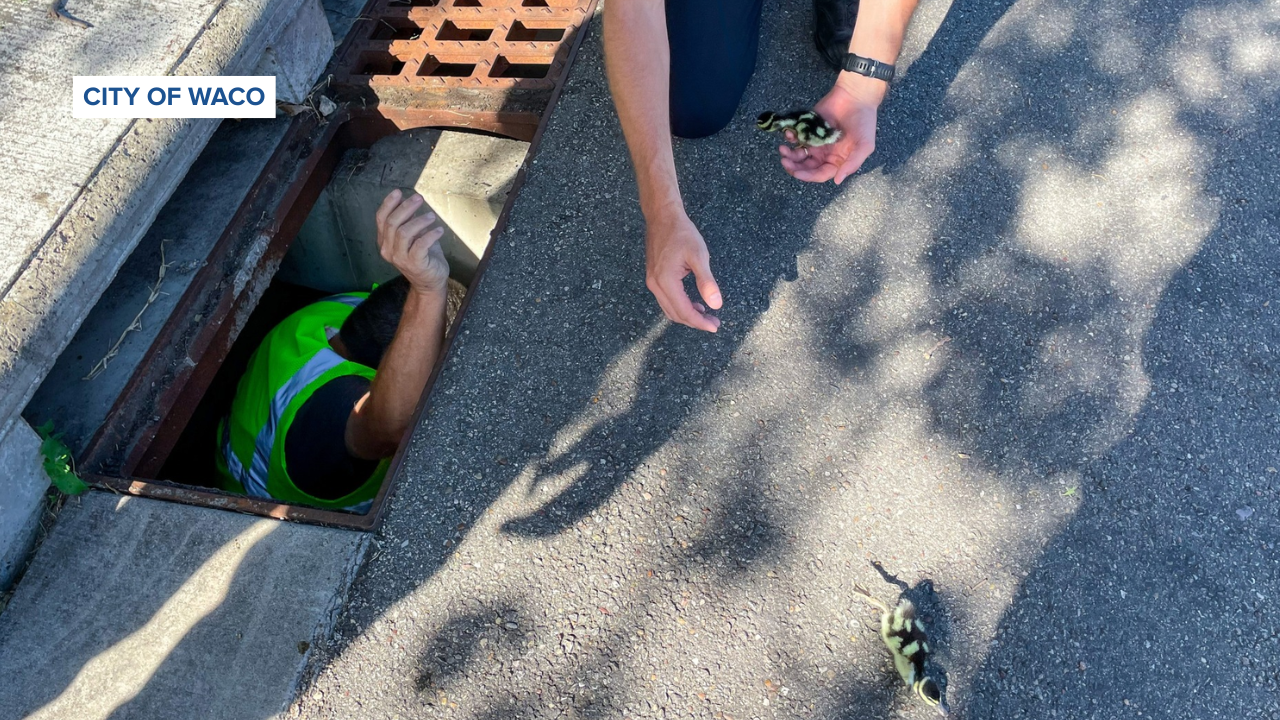 City of Waco duckling rescue