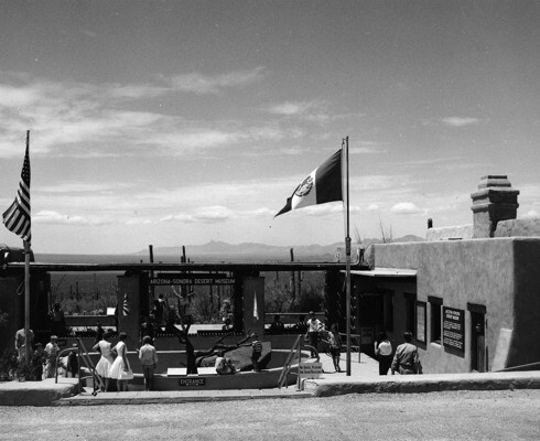 Desert Museum after opening in 1952
