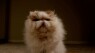 Top 3 Entertaining Viral Videos