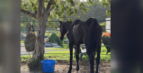 La Macacoa was euthanized after being severely emaciated