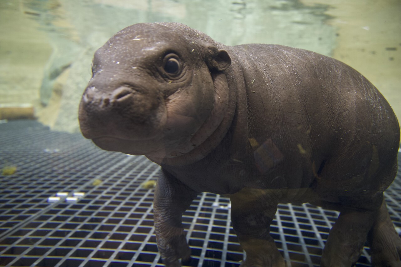 John Ball Zoo's Hugo the baby pygmy hippopotamus