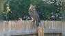 Raptor Center of Tampa Bay continues search for a missing Great Horned Owl in Brandon