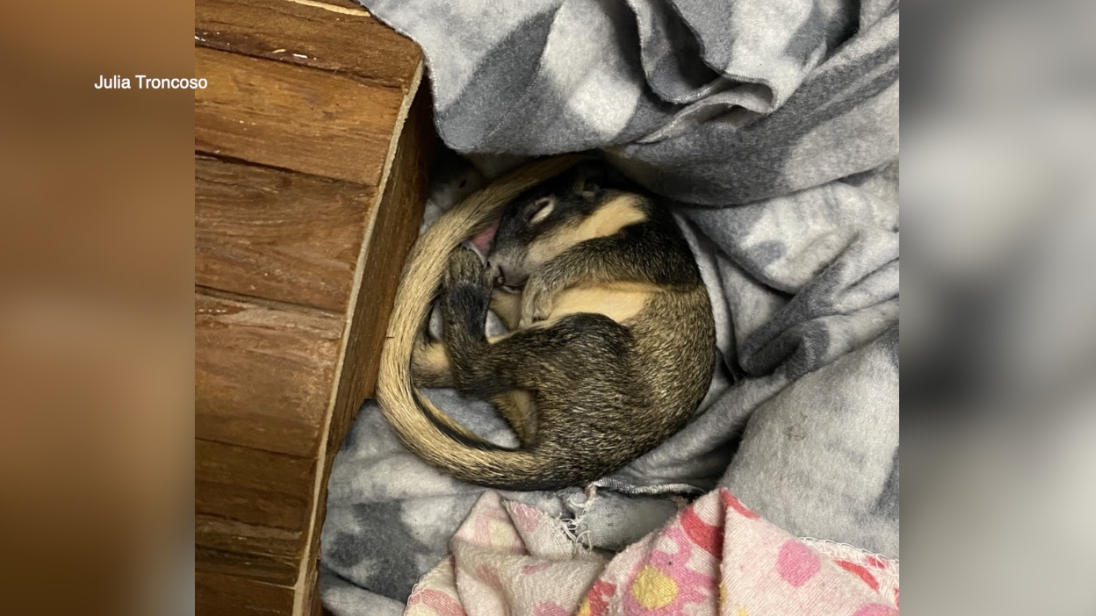 rare squirrel in rehab- palm harbor (1).png