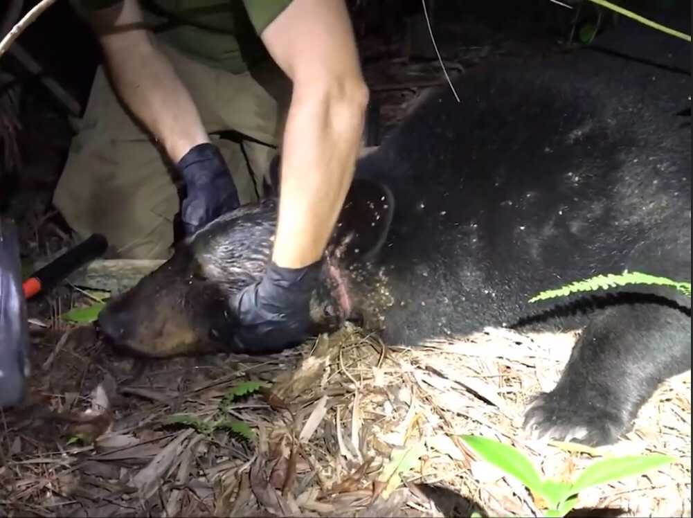 black bear gets head stuck in jar (2).jpg