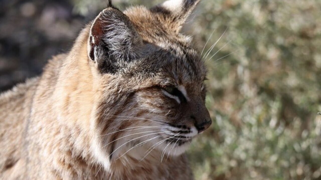 Bobcat