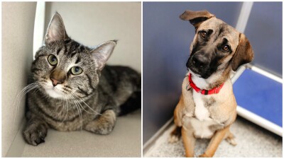 Adoptable Pets Of The Week: Taco and Florida