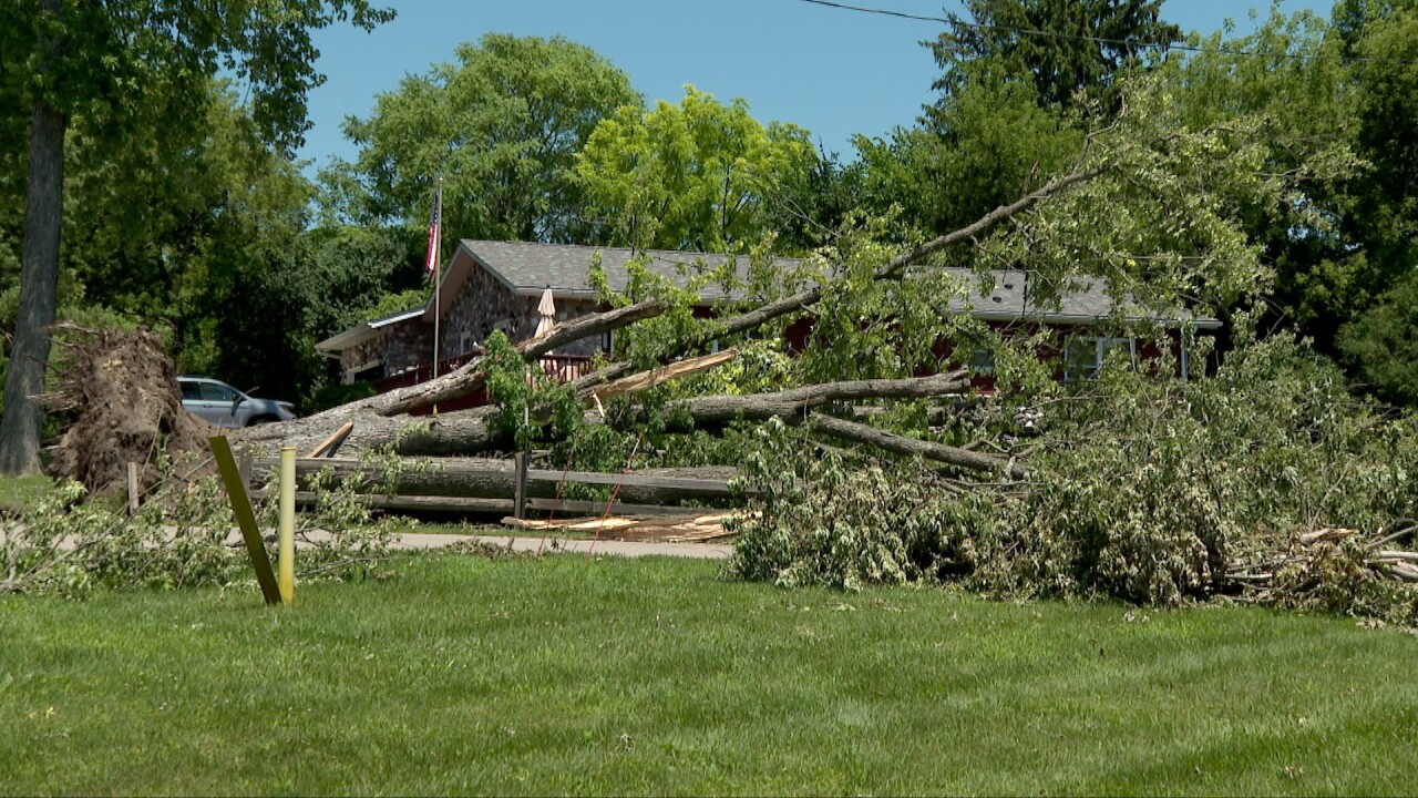 lake como fallen tree 2.jpg