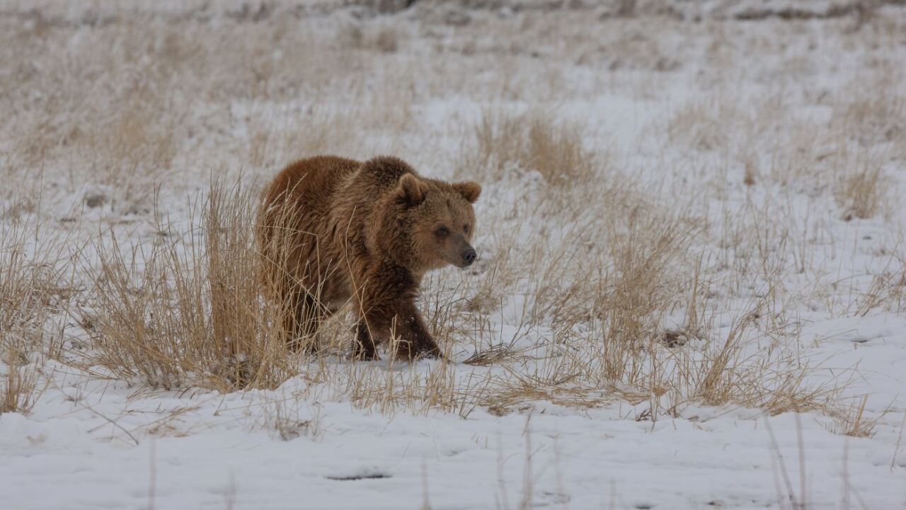 Grizzly at  The Wild Animal Sanctuary