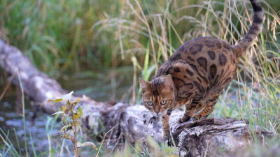 BENGAL CAT.jpg
