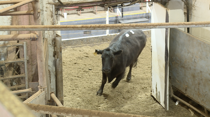 MoKan Livestock Auction