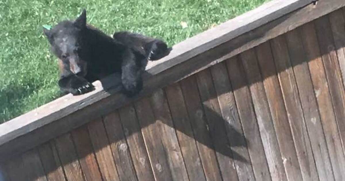 Bear spotted climbing fences in Highlands Ranch