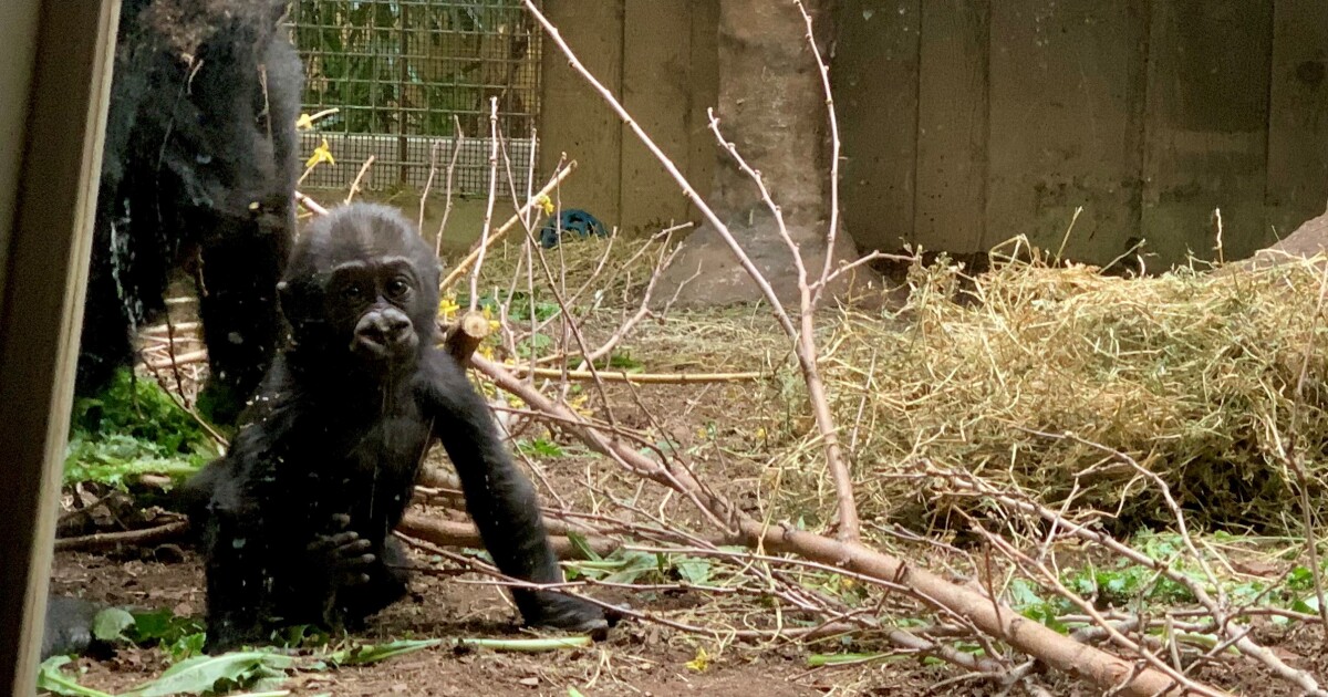 Recycle digital units and aid help save endangered gorillas