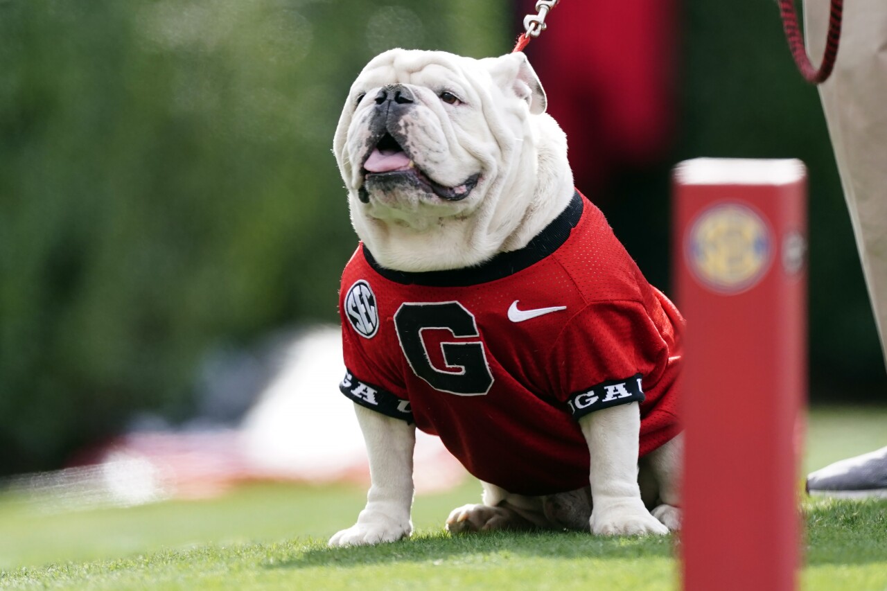 Uga X, mascot of Georgia Bulldogs, in 2021
