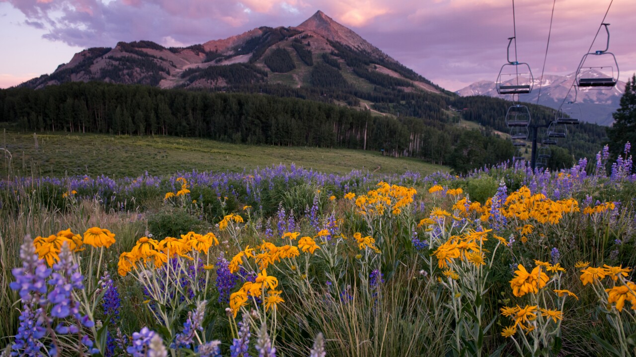 Going to Crested Butte's Wildflower Festival? Here's everything you'll need to know