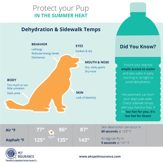 AKC Summer Heat Safety for Dogs