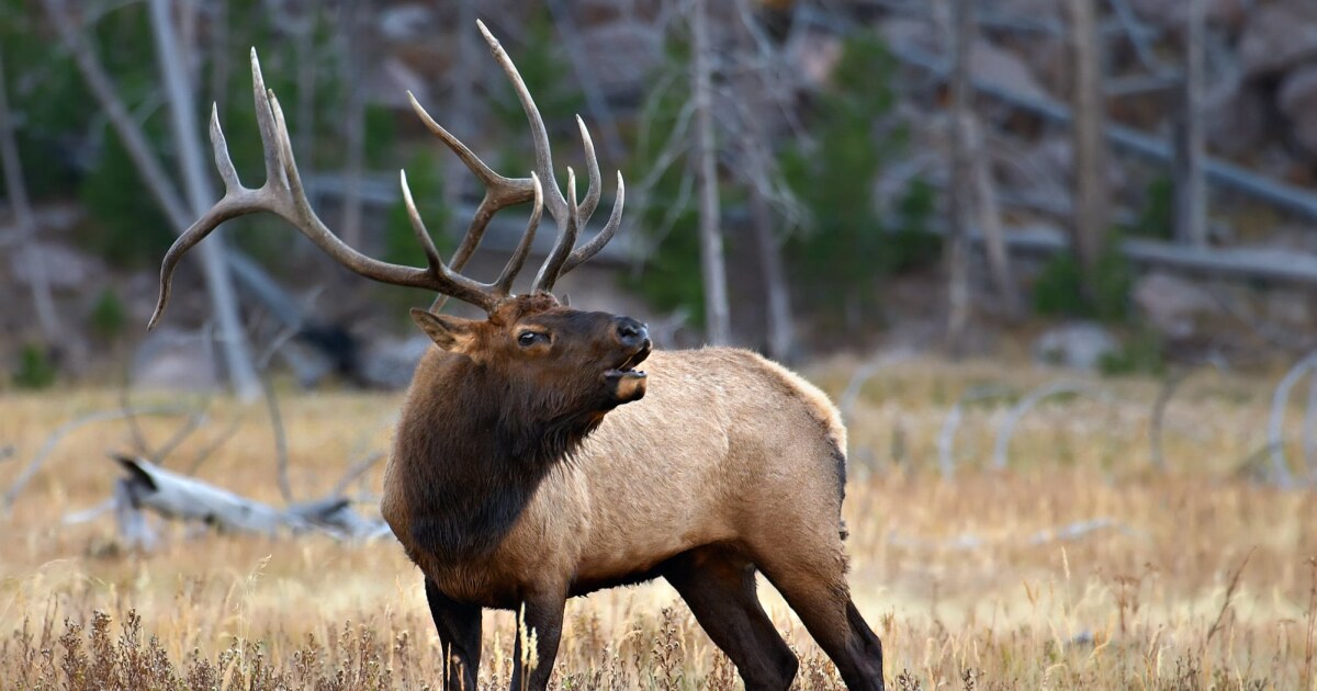 Idaho Fish & Game proposes moving and killing elk that are damaging agricultural land