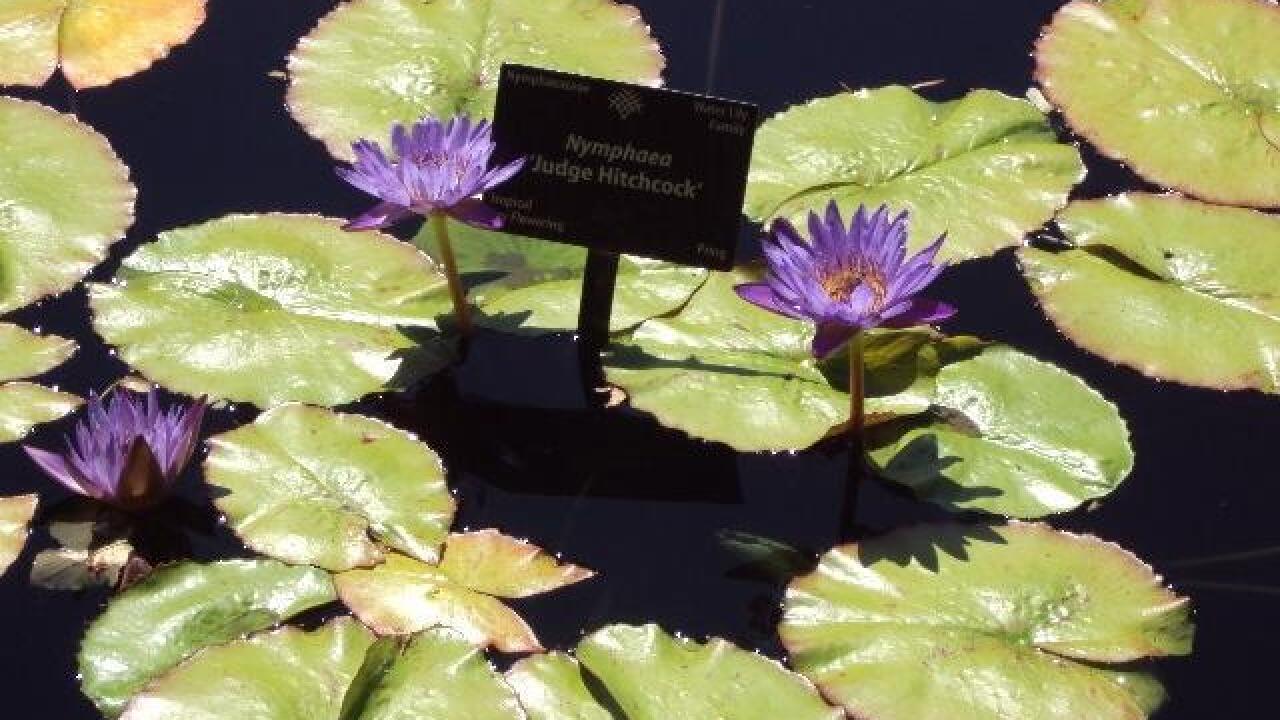 Botanic Gardens, Hudson Gardens summer concerts Botanic Gardens, Hudson Gardens summer concerts