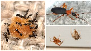 Ants, beetles and spiders found by the "Arthropods of Our Homes" project