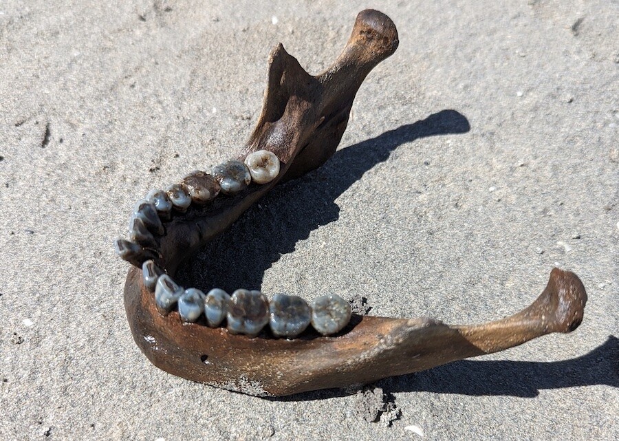 Matthew Durrant and Ben Davis discovered this human jaw while building a sand castle at Bear Lake, photo courtesy of Mark Durrant