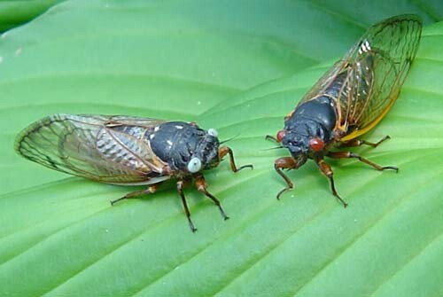 Blue Eyed Cicadas.jpg