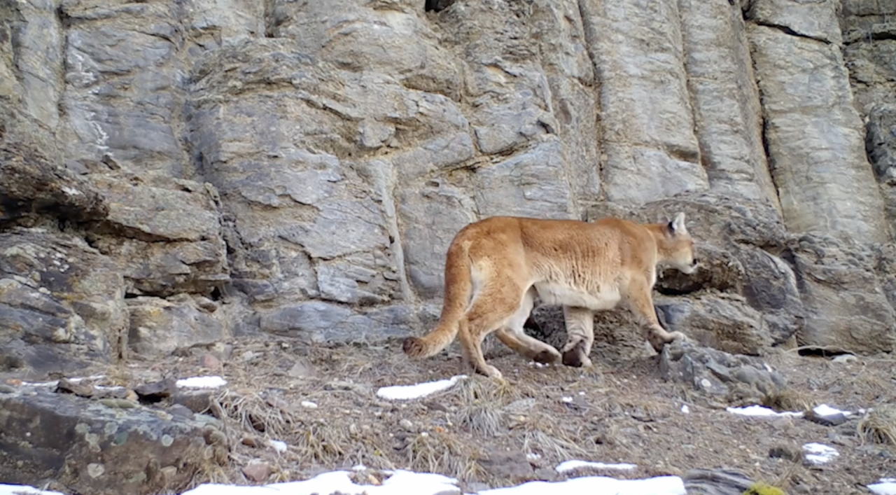 cougar cliff.png