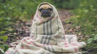 cold dog