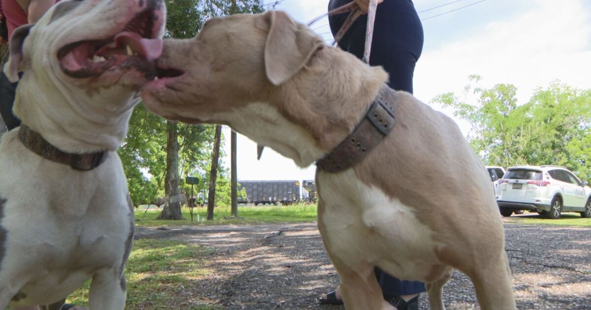 Pit bulls now allowed in Lake Arthur