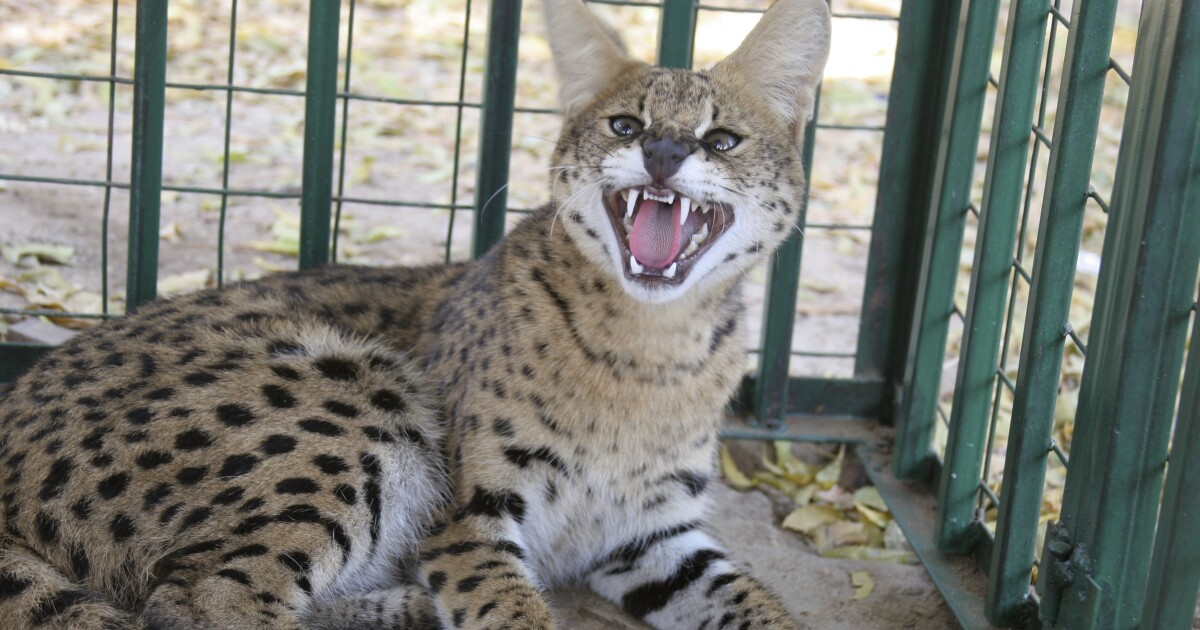 Father of former OSU running back Ezekiel Elliott faces charges after serval cat gets loose, attacks dogs