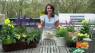 Creating Some “Buzz” for Pollinators!