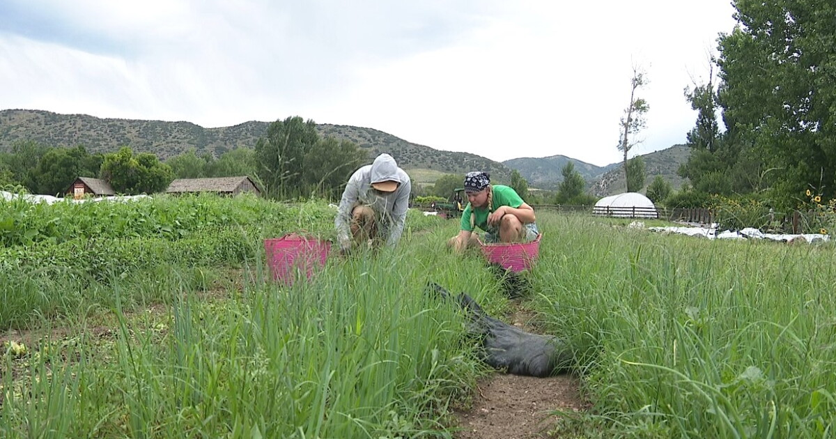 Partnership between Chatfield Farms, food resources produces thousands of meals - Vimarsana News