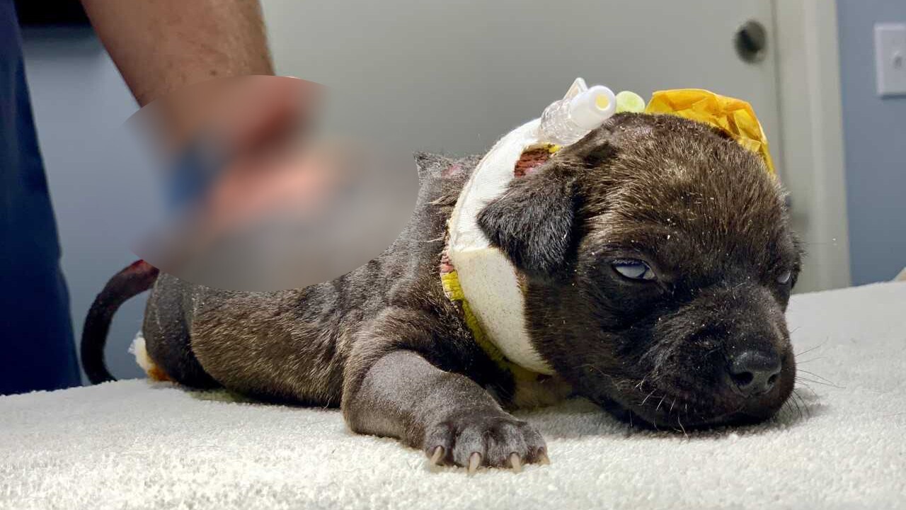 Injured puppy.jpg