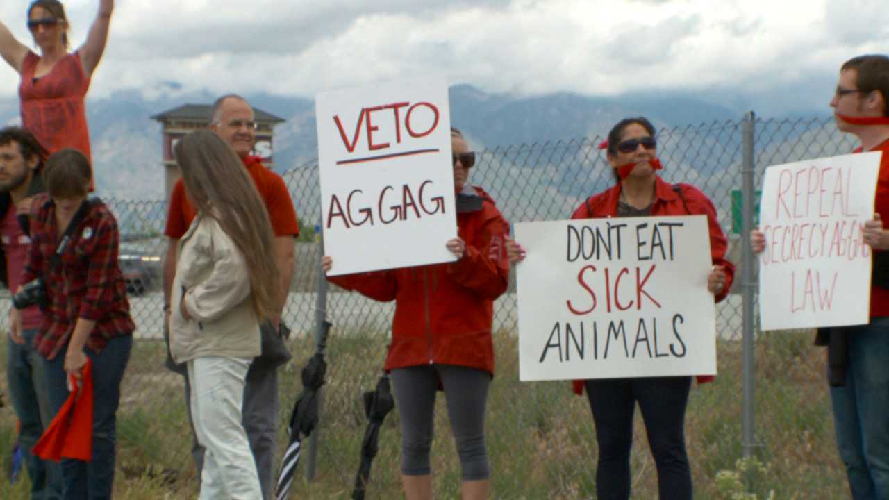 Animal rights groups, state ask judge to rule on 'Ag Gag' law