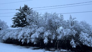 Snow on trees