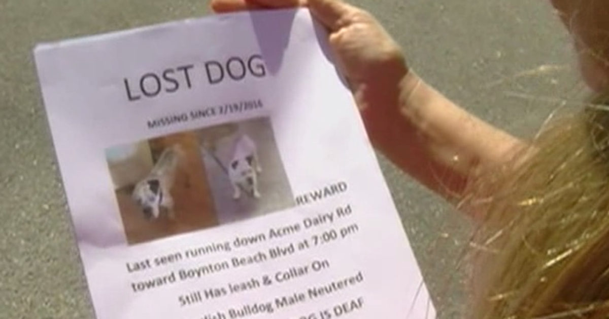 Woman hires pet detective to find dog
